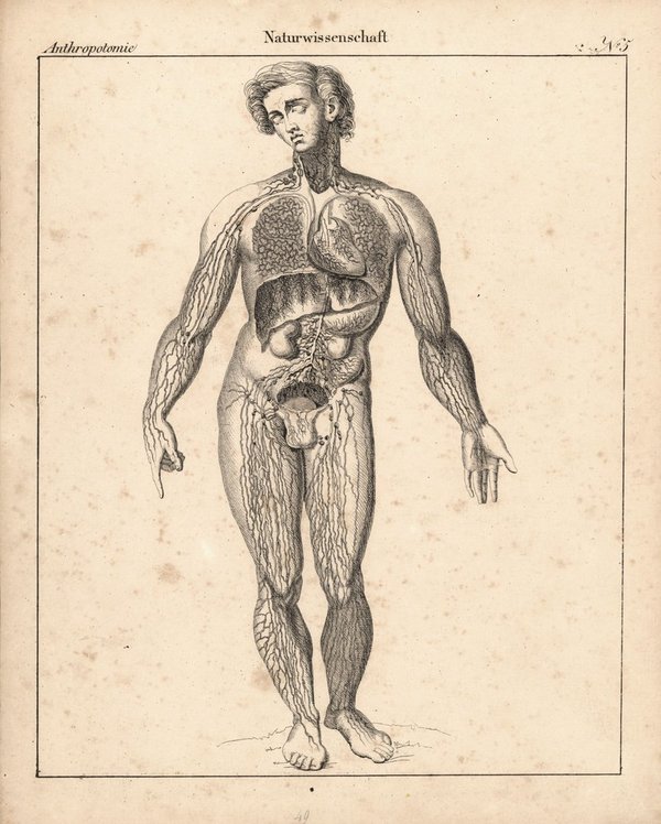 Anthropotomie, Naturwissenschaft Nr. 5. Lithografiertes Blatt von 1830.