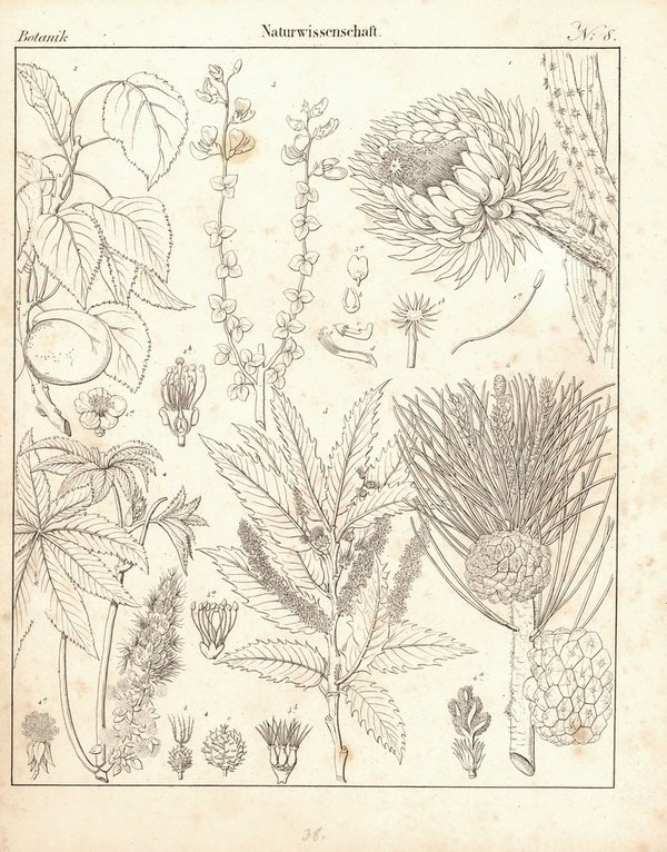 Botanik, Naturwissenschaft Nr. 8. Lithografiertes Blatt von 1830.