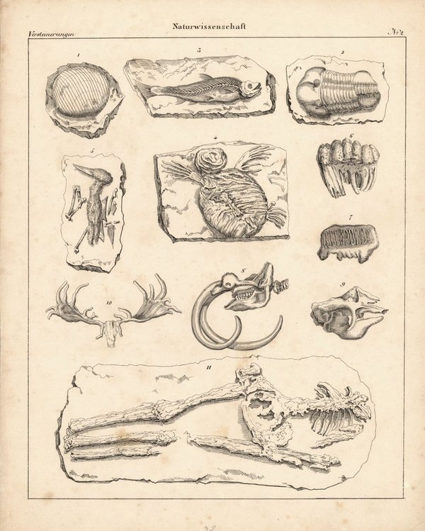 Versteinerungen, Naturwissenschaft Nr. 2. Lithografiertes Blatt von 1830.