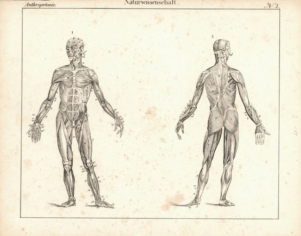 Anthropotomie, Naturwissenschaft Nr. 3. Lithografiertes Blatt von 1830.