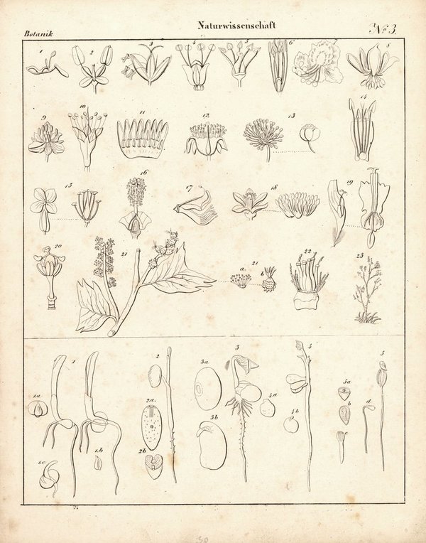Botanik, Naturwissenschaft Nr. 3. Lithografiertes Blatt von 1830.