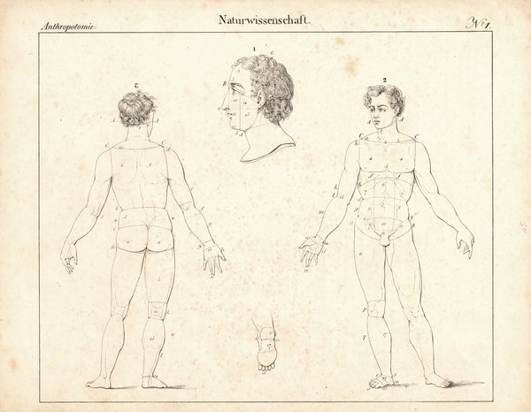 Antropothomie, Naturwissenschaft Nr. 1. Lithografiertes Blatt von 1830.