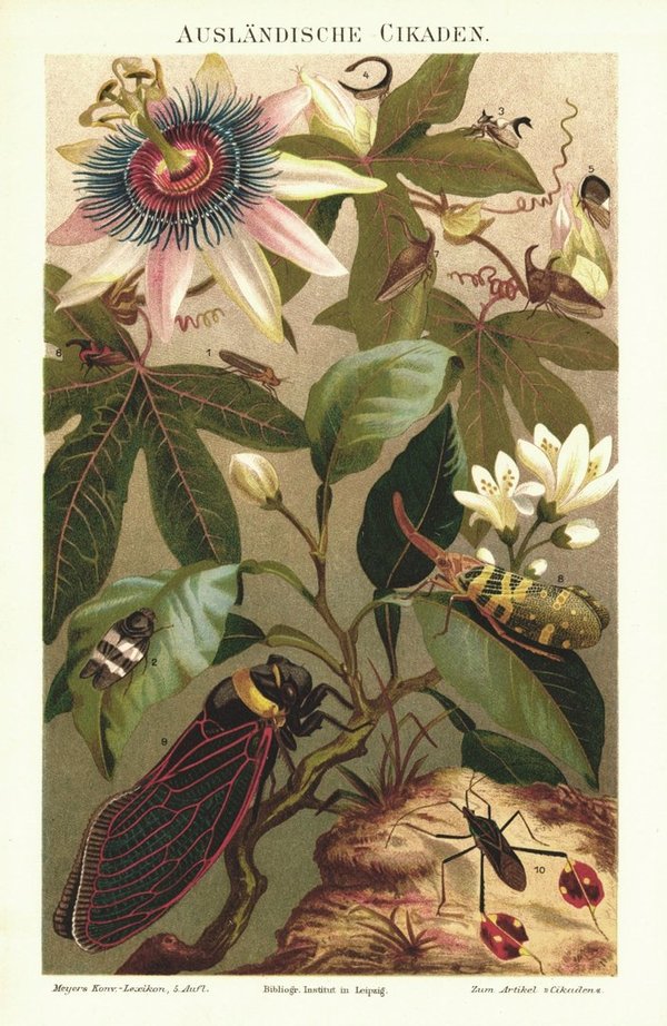 Ausländische Zikaden. Lithografie von 1896