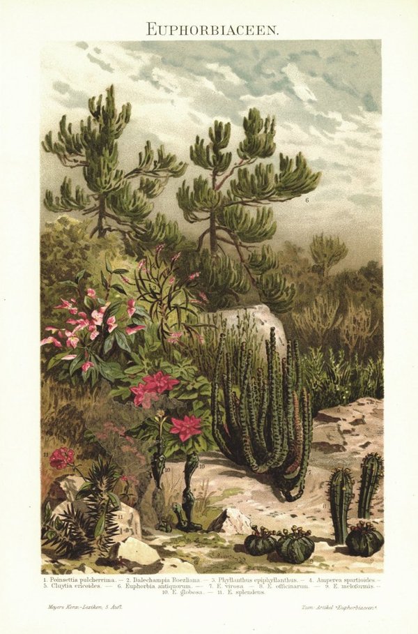 Euphorbiaceen, Wolfsmilchgewächse. Lithografie von 1896