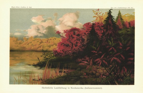 Herbstliche Laubfärbung in Nordamerika, Indian Summer. Lithografie von 1898
