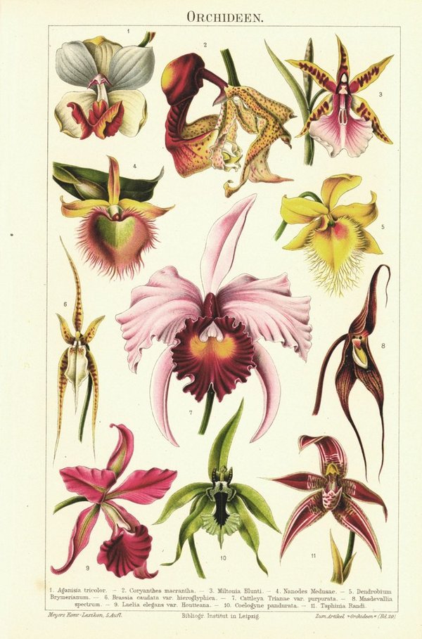 Orchideen. Lithografie von 1900