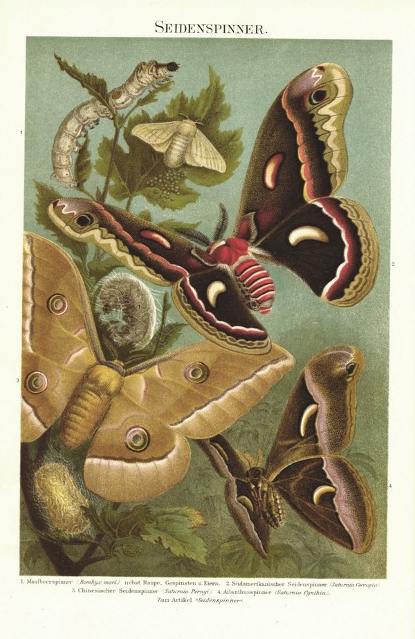 Seidenspinner, Schmetterlinge. Lithografie von 1896