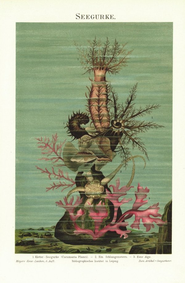Seegurke. Lithografie von 1896