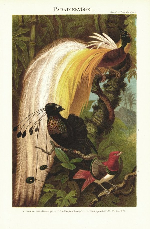 Paradiesvögel. Lithografie von 1896