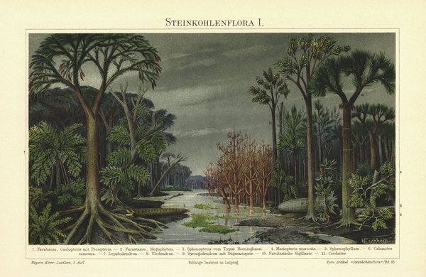 Steinkohlenflora. Lithografie von 1898