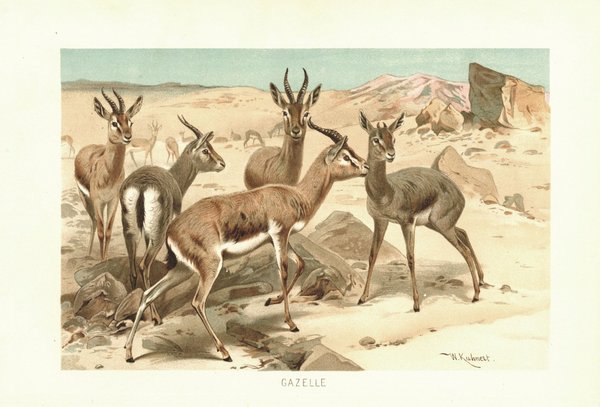 Gazelle. Lithografie von 1890