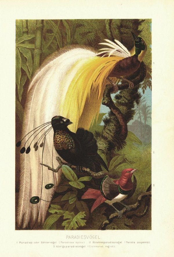 Paradiesvögel. Lithografie von 1890