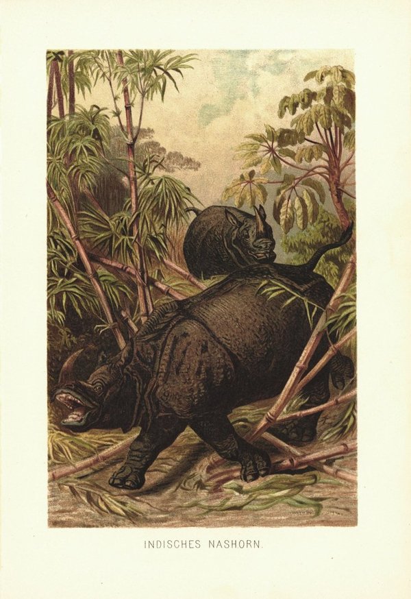 Indisches Nashorn. Lithografie von 1890