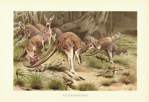 Riesenkänguruh. Lithografie von 1890