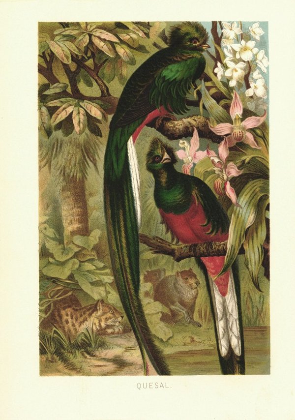 Quetzal Vögel. Lithografie von 1890
