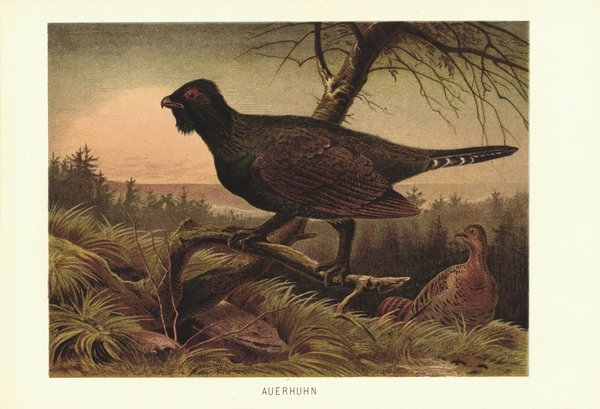 Auerhahn, Auerhuhn, Vögel. Lithografie von 1890