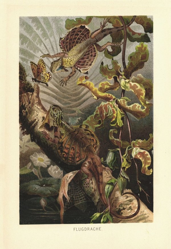 Flugdrache, Echse. Lithografie von 1890