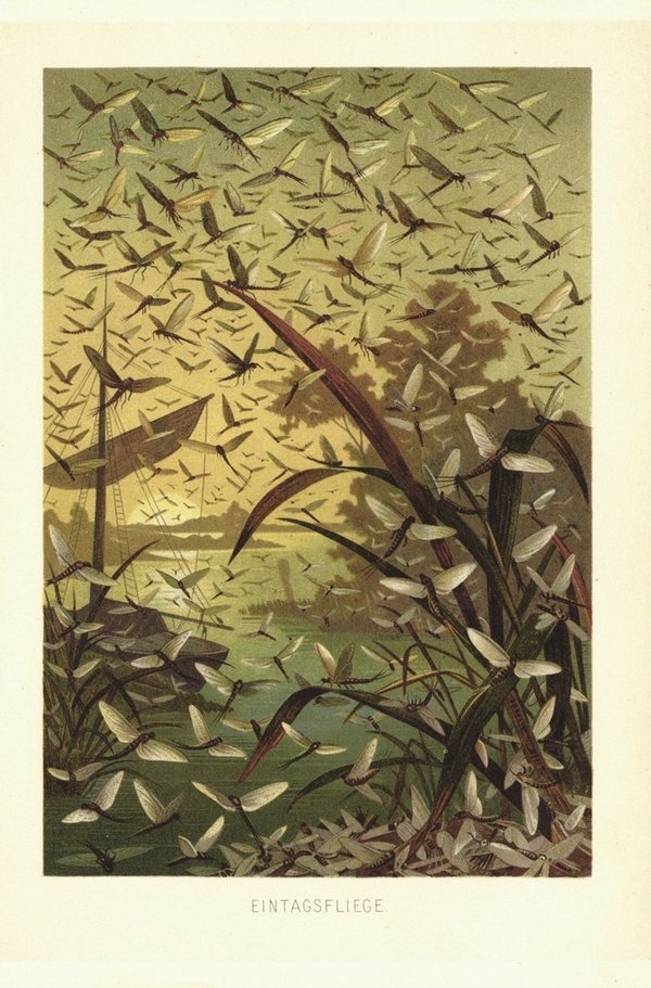 Eintagsfliege. Lithografie von 1890