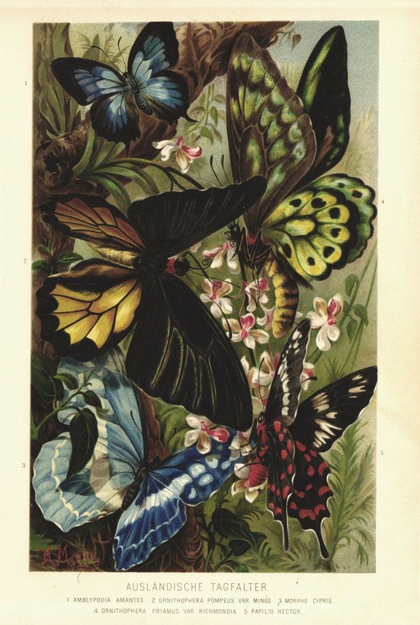 Ausländische Tagfalter, Schmetterlinge. Lithografie von 1890