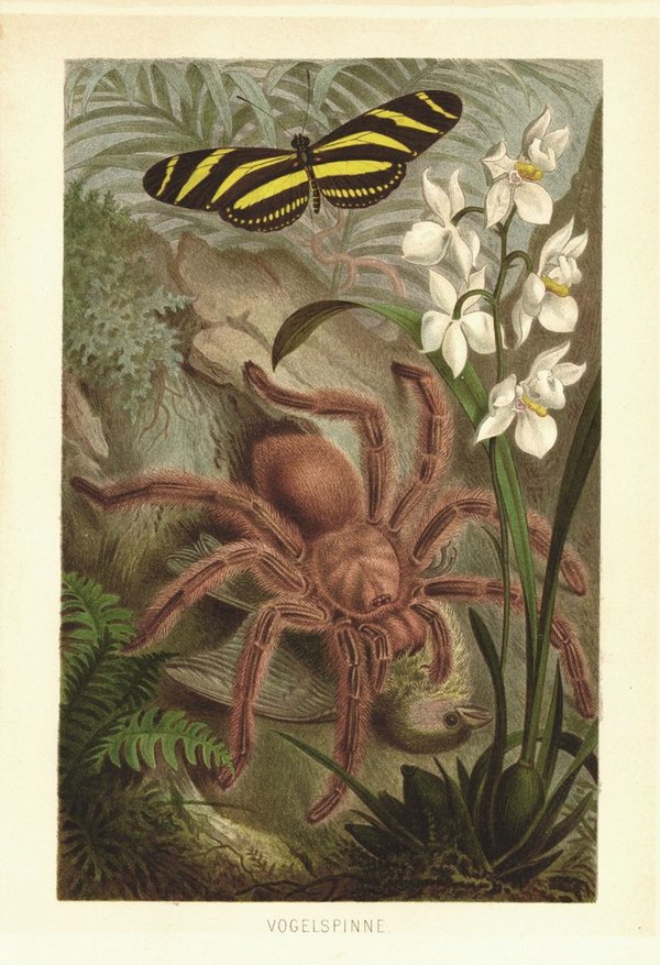 Vogelspinne. Lithografie von 1890
