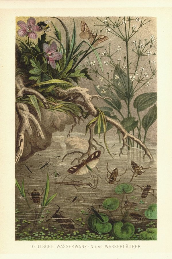 Deutsche Wasserwanzen und Wasserläufer, Insekten . Lithografie von 1890
