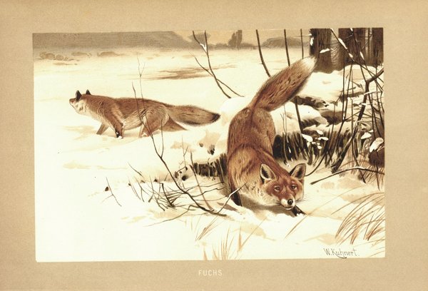 Fuchs. Lithografie von 1890