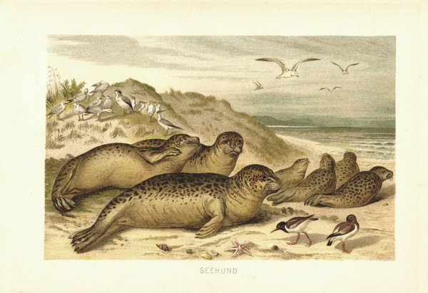 Seehund. Lithografie von 1890