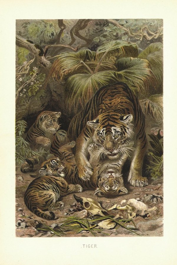 Tiger. Lithografie von 1890