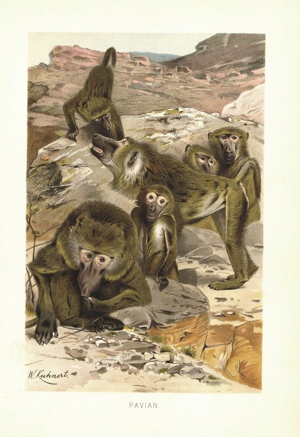 Pavian, Affen. Lithografie von 1890