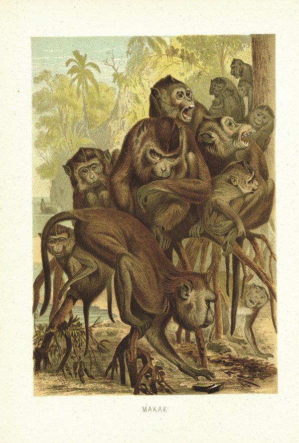 Makak, Affen. Lithografie von 1890