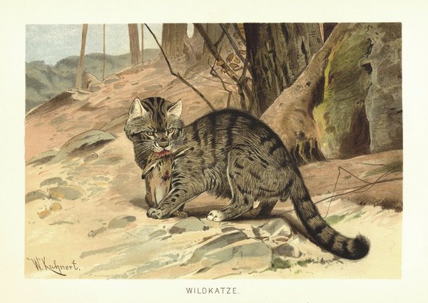 Wildkatze. Lithografie von 1890
