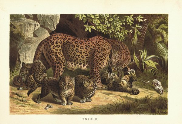 Panther. Lithografie von 1890