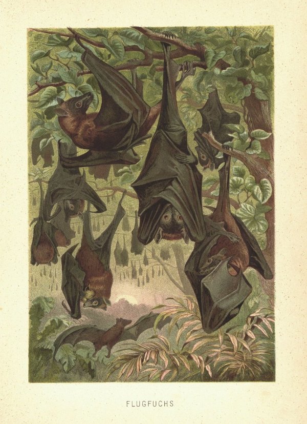 Fledermäuse, Flugfuchs. Lithografie von 1890