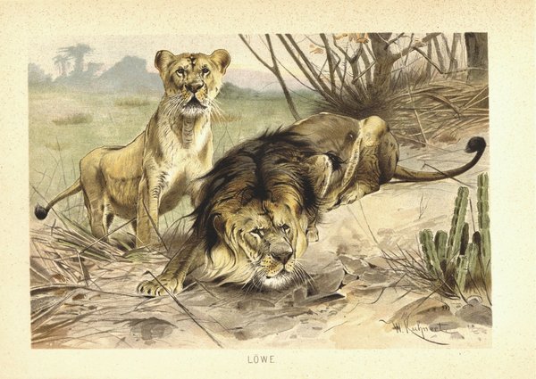 Löwe. Lithografie von 1890