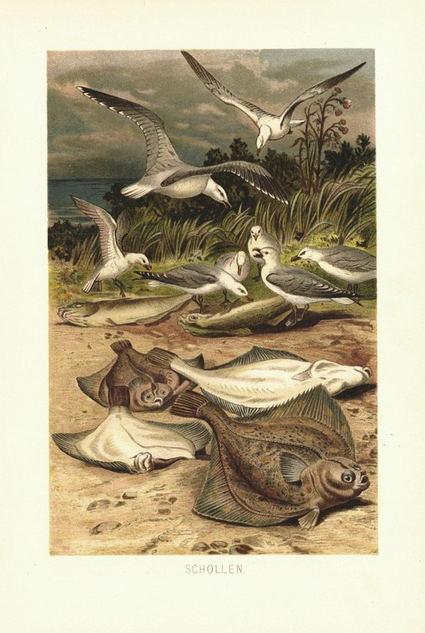 Schollen, Fische und Möwen. Lithografie von 1890