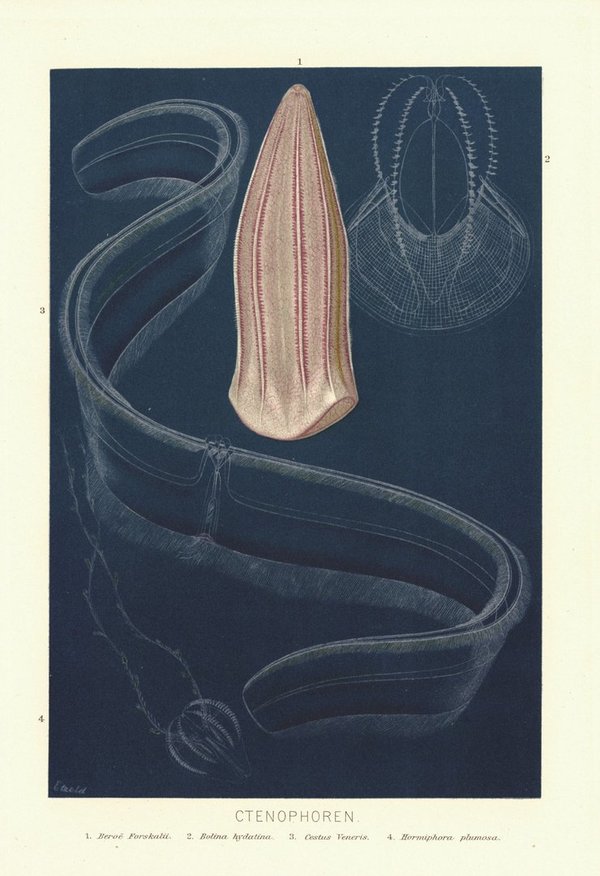 Rippenquallen, ctenophoren. Lithografie von 1890