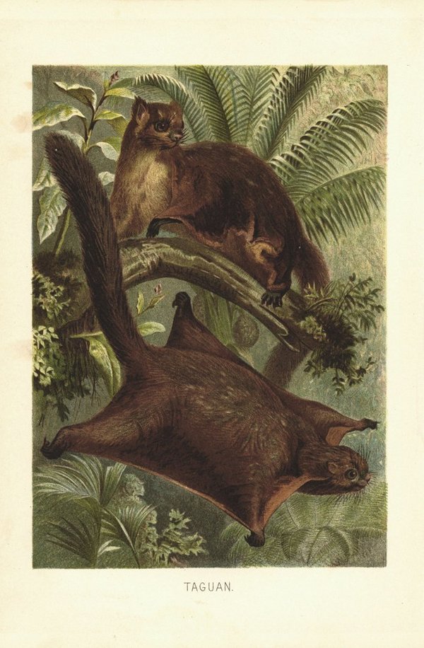 Taguan, Riesengleithörnchen. Lithografie von 1890
