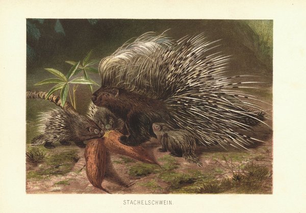 Stachelschwein. Lithografie von 1890