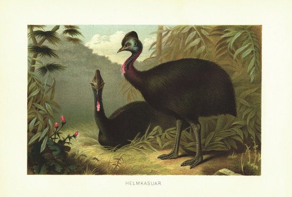Helmkasuar, Großvogel. Lithografie von 1890