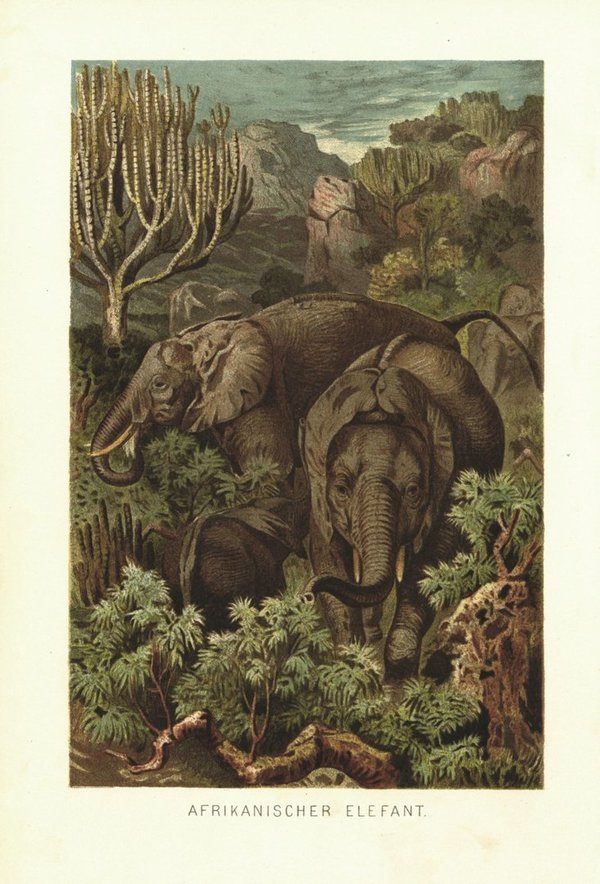 Afrikanischer Elefant. Lithografie von 1890