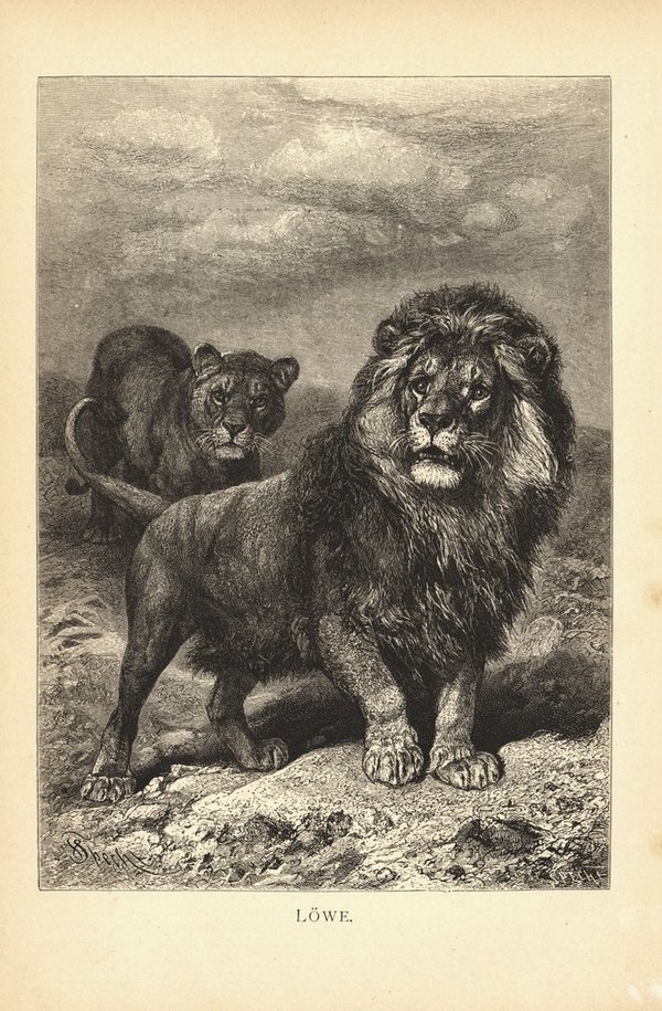 Löwe. Buchillustration von 1890