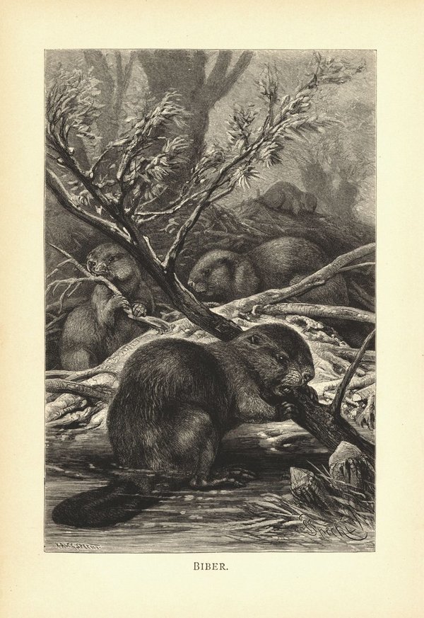 Biber. Buchillustration von 1890