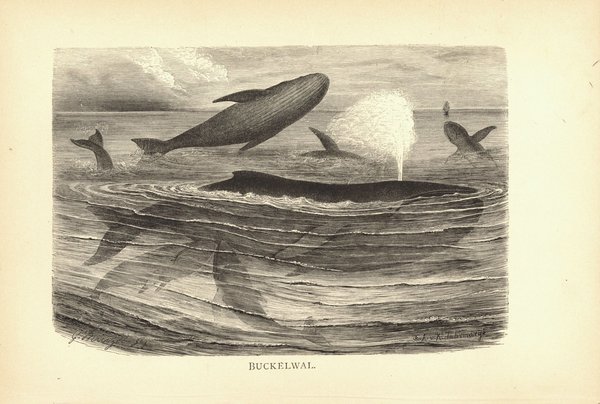 Buckelwal. Buchillustration von 1890