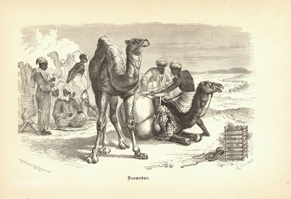 Dromedar. Buchillustration von 1890