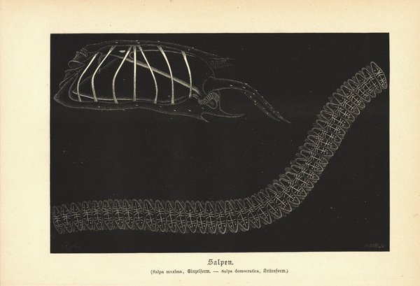 Salpen, Manteltiere. Buchillustration von 1890