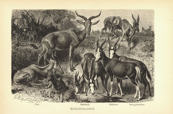 Kuhantilopen. Buchillustration von 1890