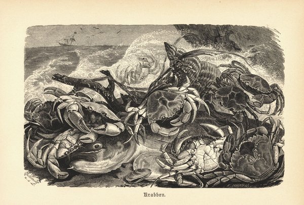 Krabben. Buchillustration (Holzschnitt) von 1890