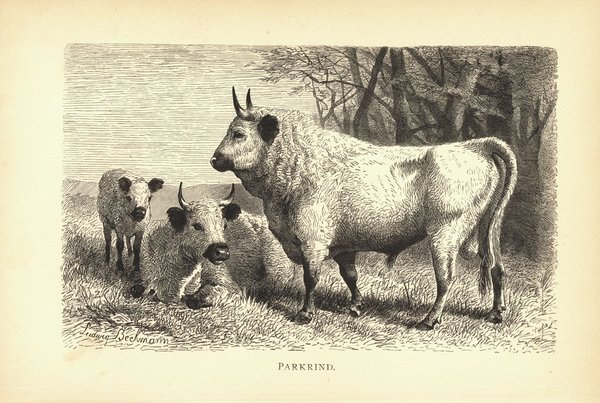 Parkrind. Buchillustration (Holzschnitt) von 1890