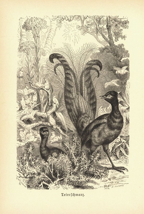 Leierschwanz, Vogel. Buchillustration (Holzschnitt) von 1890