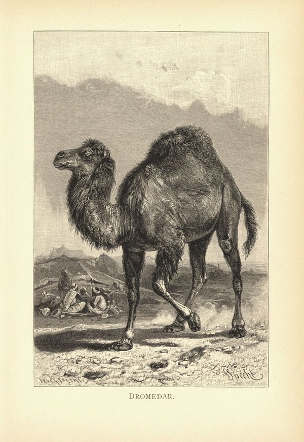 Dromedar. Buchillustration (Holzschnitt) von 1890